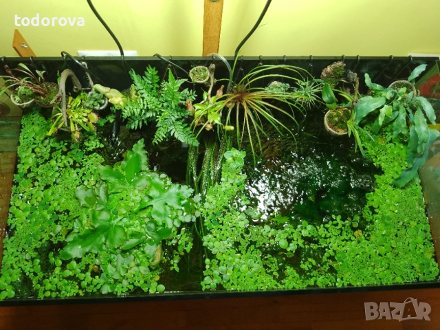 Аквариумни растения 