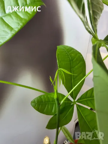 Дървото на парите, пахира,, 65 см височина, със саксия, снимка 4 - Стайни растения - 49709890