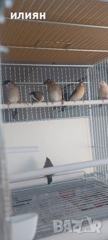 Среброклюни, японски,гулдови,и други видове амадини, снимка 7 - Амадини - 52679414