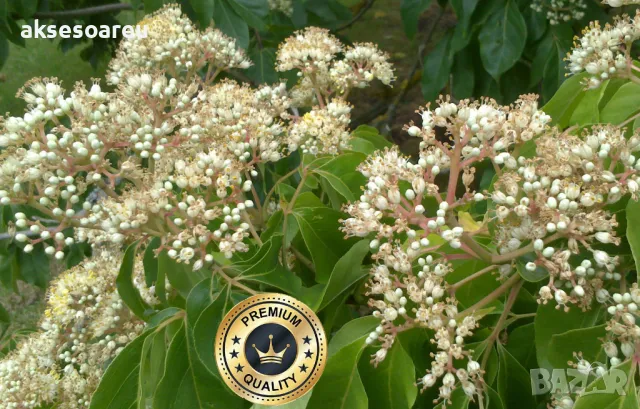 Продавам 400 висококачествени семена от медоносното дърво на пчеларя Еводия Даниели и разсад дръвчет, снимка 8 - Сортови семена и луковици - 49061583