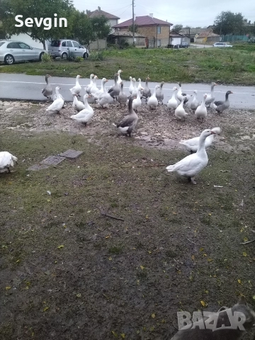 патици крякащи и гъски, снимка 2 - Патици и гъски - 52820502