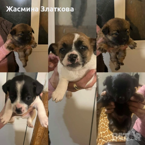 Немски шпиц/ сърнист пинчер