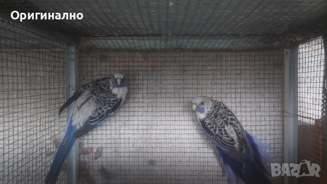 пенантови розели сини , снимка 2 - Папагали - 52184544