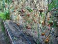 Разсад целогодишни  малини .  с голям корен . зимоустойчиви .Плододават до късна есен., снимка 12