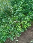 Разсад ягоди и малини , снимка 14