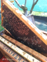 Продавам ранни пчелни отводки, снимка 1 - За пчели - 44866722