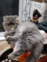 Продавам персийско женско коте, снимка 11
