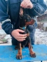 Доберманчета с родословни родители, снимка 1