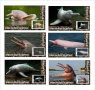 Чисти блокове Фауна Амазонски речен делфин 2020 от Тонго, снимка 1 - Филателия - 37603368