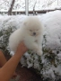 Померан-момче, снимка 4