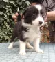 Бордър коли, снимка 2