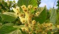 Фиданки -  Липа (Tilia)  , снимка 1 - Градински цветя и растения - 27492773