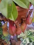 Насекомоядно Растение - Nepenthes , снимка 4