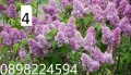 Люляк / Lilac Налични 4 цвята , снимка 1