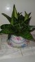САНСЕВИЕРА в ПОРЦЕЛАНОВА САКСИЯ , снимка 4