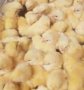 продавам  пиленца носачки Ломан браун и Ломан уайт, снимка 1 - други­ - 43437264