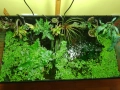 Аквариумни растения , снимка 1