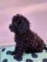 Той Пудел Мини Пудел, снимка 1
