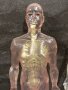 Модели на човешкото тяло Deagostini, снимка 3