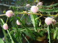 Розова Мимоза, снимка 1 - Стайни растения - 44860563