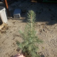 Сребрист смърч (Picea pungens), снимка 14 - Разсади - 35188178