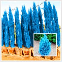 100 бр. семена кипарис синя елха бор сини иглолистни кипарисови дървета бонсай екзотични за градина 