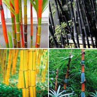 100 бр бамбукови семена от черен бамбук Black Bamboo растение декорация за двора и градината, снимка 16 - Стайни растения - 28091310