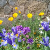 Фритилария (Ходжово лале),мини ирис, снимка 4 - Градински цветя и растения - 24671565
