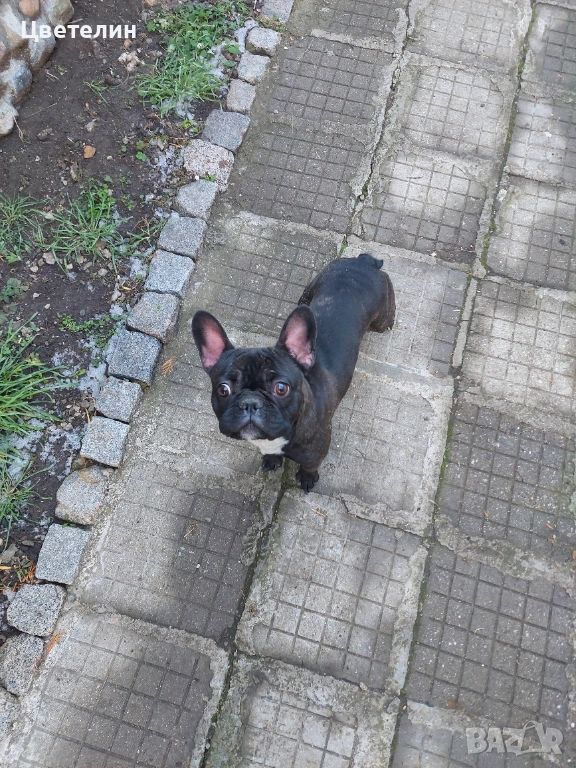 Френски булдог, снимка 1