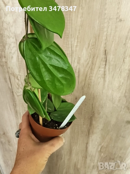 Хоя Vangviengiensis, снимка 1