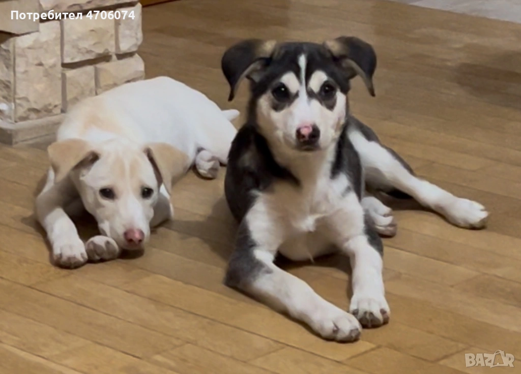 Подарявам женски кученца обезпаразитени, ваксинирани с паспорти, снимка 1