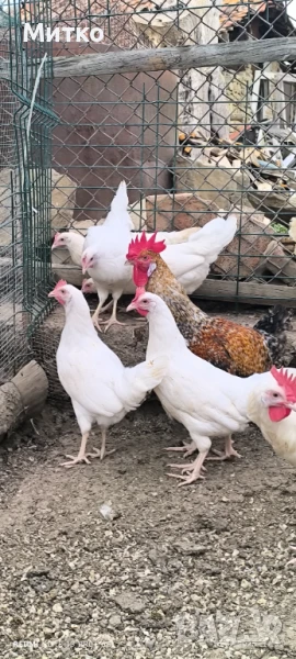 Кокошки бял  легхорн носачки , снимка 1