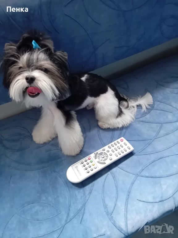 Мини бивер йоркширски териер за разплод , снимка 1