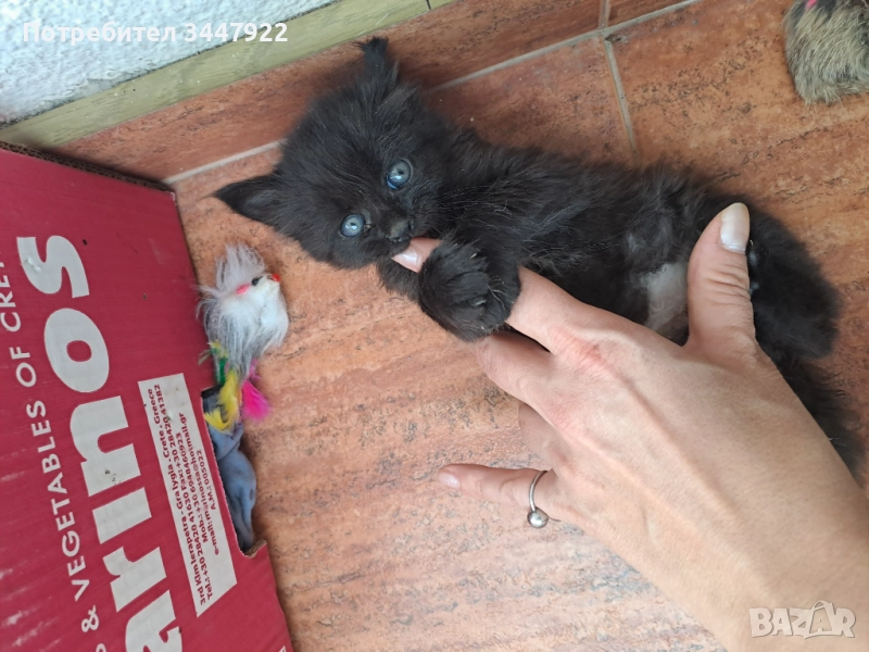 Подарявам черно мъжко коте, снимка 1