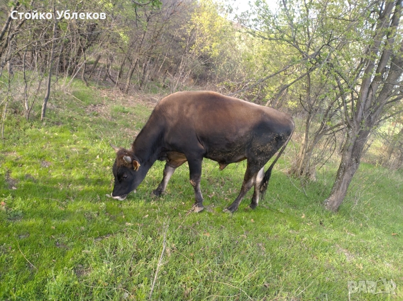 Теле,месодайно,600кг, снимка 1