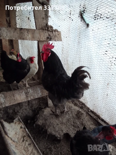 Продавам петли, снимка 1