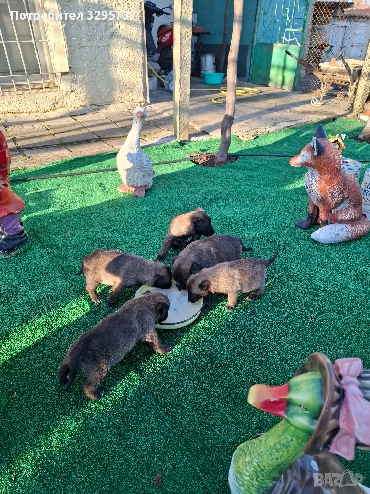 Продава Белгийска овчарка Малиноа , снимка 1