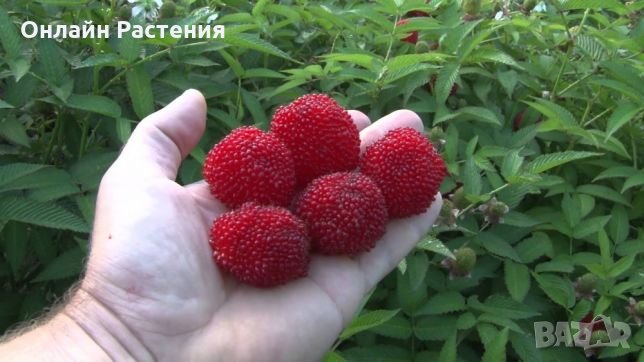 Розолистна малина Мяо Мяо  ( Rubus rosaefolius) и И Ягодо малина (Астерик), снимка 1