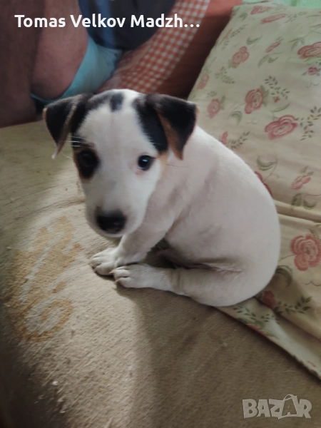 Джак ръсел териер, снимка 1