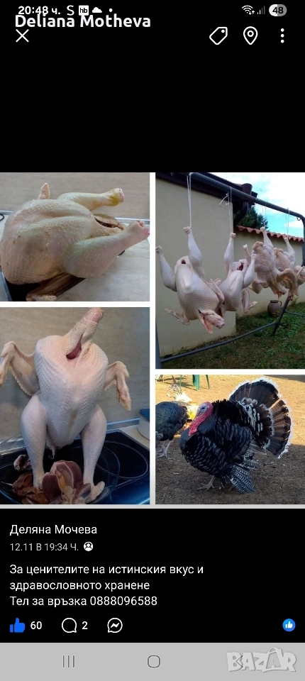 Домашни пуйки , снимка 1