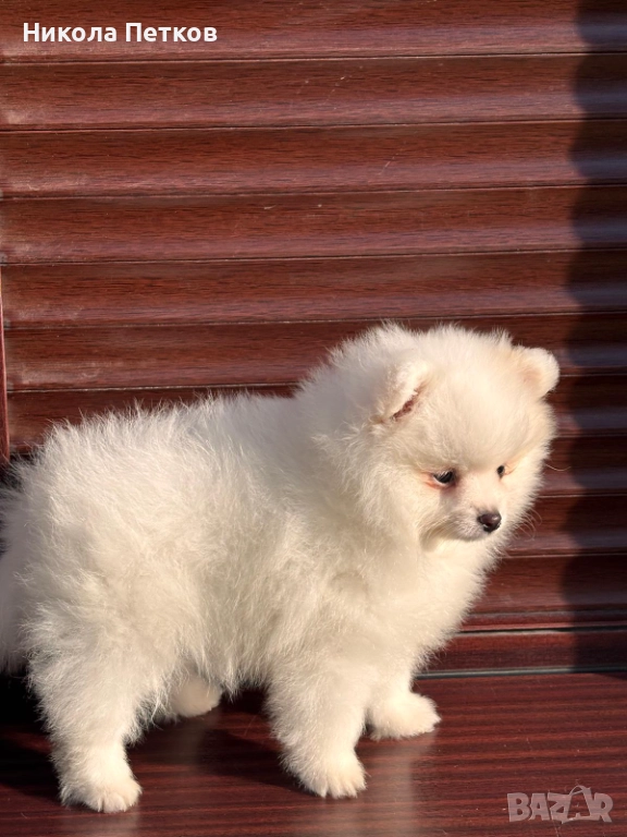 Померан , снимка 1