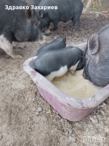 Продавам виетнамски прасета , снимка 1