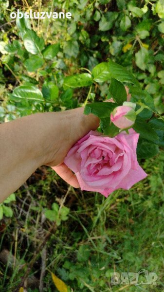 Резник красива роза 💥, снимка 1