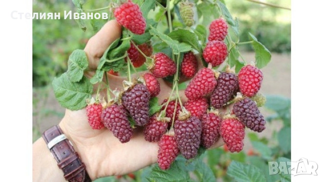 Тайбери (хибрид между малина и къпина, къпино-малина), снимка 1