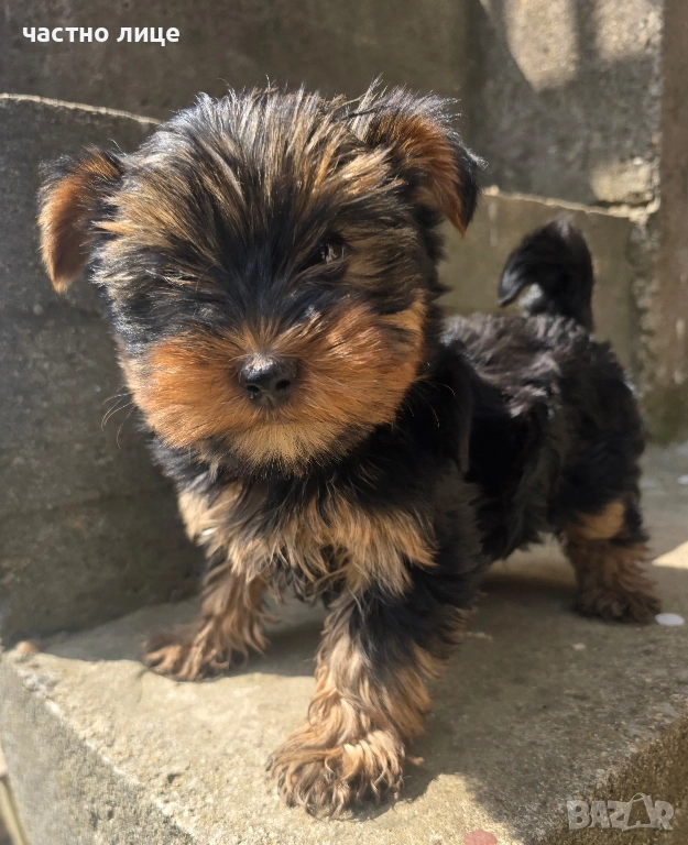 йоркширски териер, снимка 1