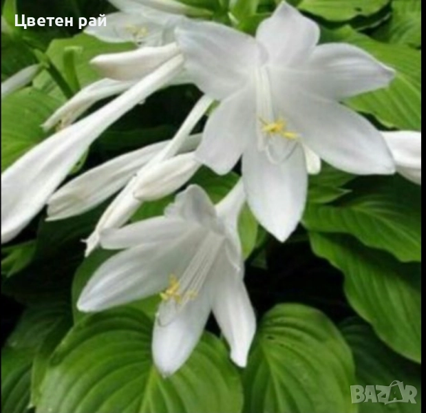 Хоста, снимка 1