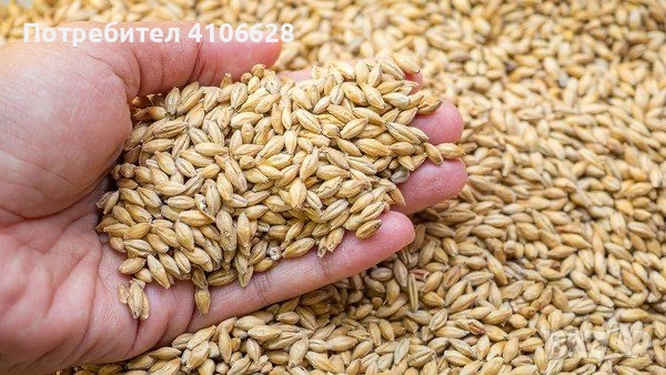 Продавам ечемик и царевица.Цена 0.50 ст.Реколта 2025, снимка 1