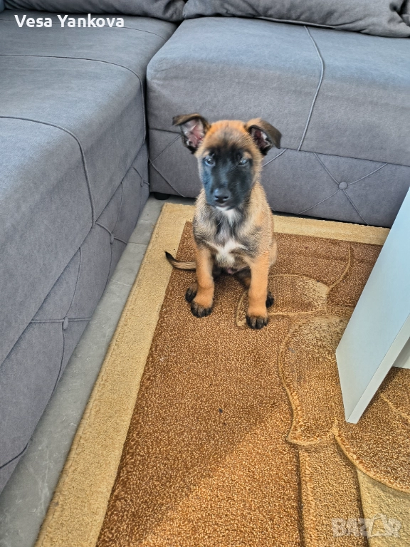 Куче Белгийска Офчарка Момче , снимка 1
