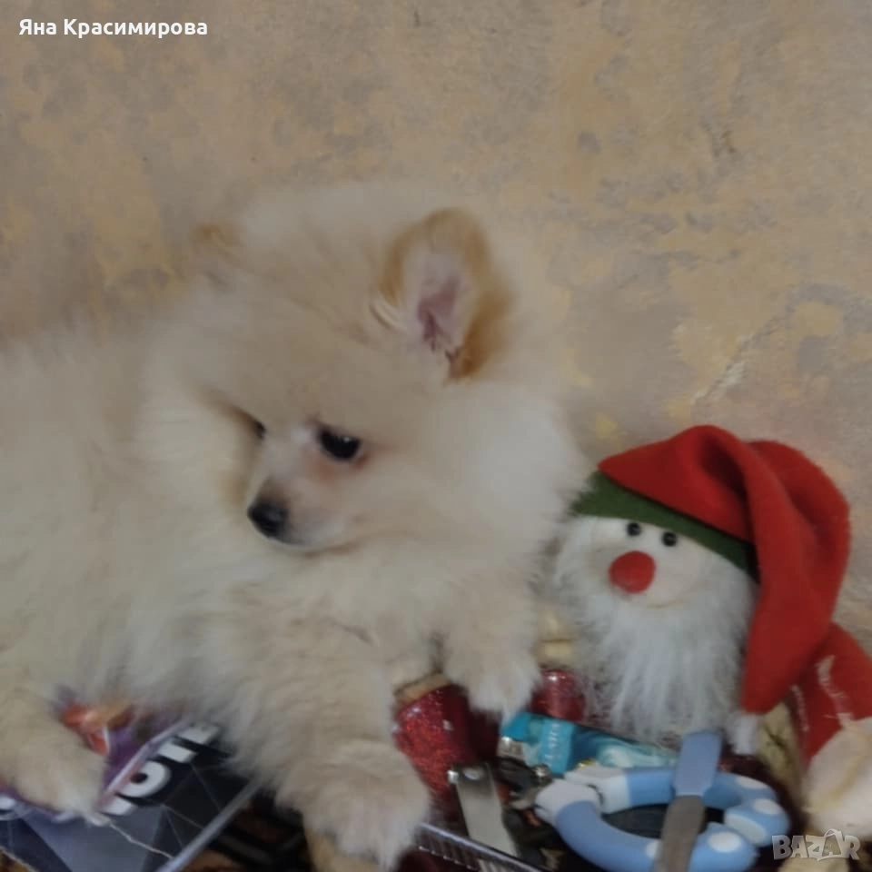 Мини шпиц померан , снимка 1