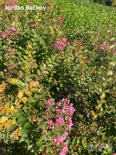 Индийски люляк, снимка 1